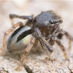 Maratus chrysomelas (Variable Peacock Spider) - 28 Sep 2025 by patrickcox