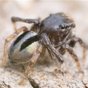 Maratus chrysomelas (Variable Peacock Spider) - 28 Sep 2025 by patrickcox