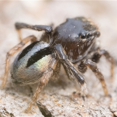 Maratus chrysomelas (Variable Peacock Spider) at Undefined Area - 28 Sep 2025 by patrickcox