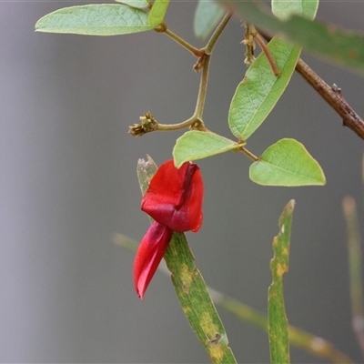 Kennedia rubicunda (Dusky Coral Pea) at Broulee, NSW - 28 Sep 2025 by LisaH
