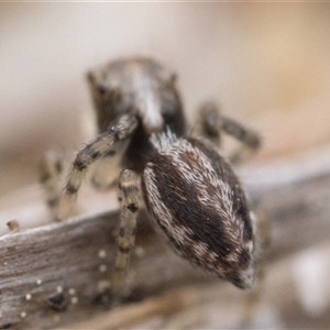 Maratus pavonis (Dunn's peacock spider) at Tharwa, ACT - 28 Sep 2025 by patrickcox