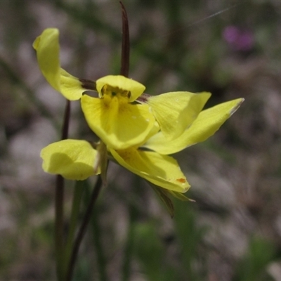 Diuris chryseopsis (Golden Moth) at Wallaroo, NSW - 28 Sep 2025 by pinnaCLE