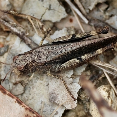 Cryptobothrus chrysophorus (Golden Bandwing) at  - suppressed by LisaH