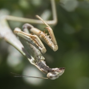Archimantis latistyla at Duffy, ACT - 27 Sep 2025 by patrickcox