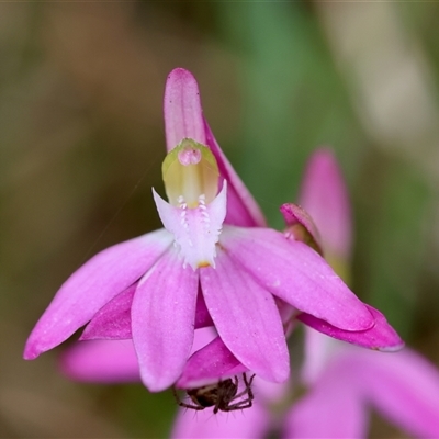 Caladenia catenata (White Fingers) at Moruya, NSW - 28 Sep 2025 by LisaH
