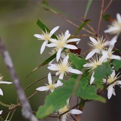 Clematis (genus) by LisaH