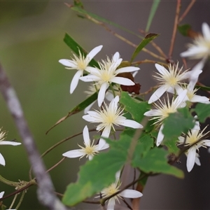 Clematis (genus) by LisaH
