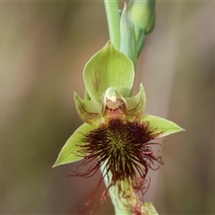 Calochilus paludosus (Strap Beard Orchid) by LisaH