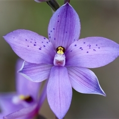 Thelymitra ixioides (Dotted Sun Orchid) at Moruya, NSW - 28 Sep 2025 by LisaH