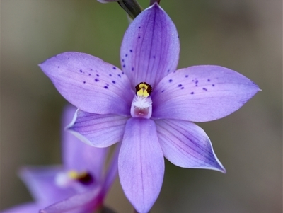 Thelymitra ixioides (Dotted Sun Orchid) at Moruya, NSW - 28 Sep 2025 by LisaH