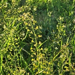 Capsella bursa-pastoris (Shepherd's Purse) at Narrabundah, ACT - 28 Sep 2025 by Mike
