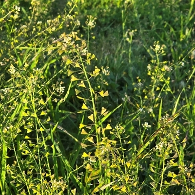 Capsella bursa-pastoris (Shepherd's Purse) at Narrabundah, ACT - 28 Sep 2025 by Mike
