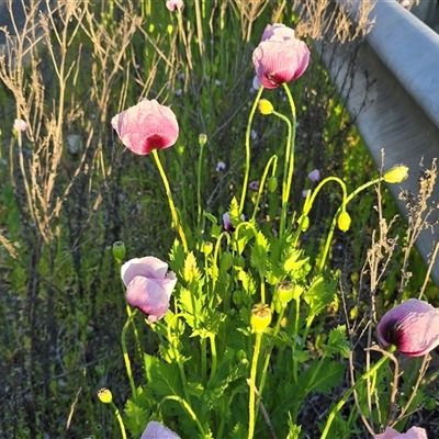 Papaver somniferum subsp. setigerum at Narrabundah, ACT - 28 Sep 2025 by Mike