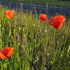 Papaver dubium (Longhead Poppy) at Narrabundah, ACT - 28 Sep 2025 by Mike