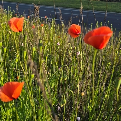 Papaver dubium (Longhead Poppy) at Narrabundah, ACT - 28 Sep 2025 by Mike