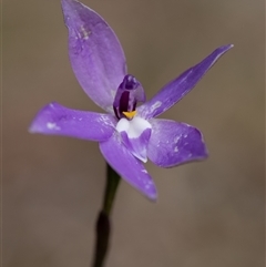 Glossodia major (Wax Lip Orchid) at Penrose, NSW - 28 Sep 2025 by Aussiegall
