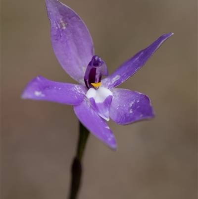 Glossodia major (Wax Lip Orchid) at Penrose, NSW - 28 Sep 2025 by Aussiegall