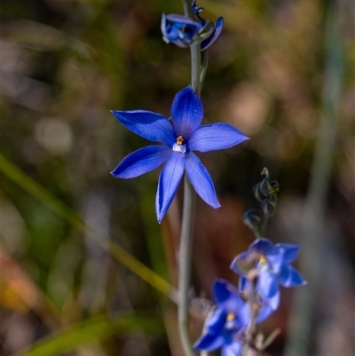 Thelymitra ixioides at Penrose, NSW - 28 Sep 2025 by Aussiegall