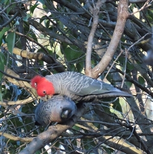 Callocephalon fimbriatum (Gang-gang Cockatoo) at Aranda, ACT - 28 Sep 2025 by lbradley