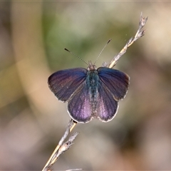 Erina hyacinthina (Varied Dusky-blue) at Penrose, NSW - 28 Sep 2025 by Aussiegall