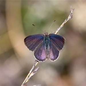 Erina hyacinthina (Varied Dusky-blue) at Penrose, NSW - 28 Sep 2025 by Aussiegall