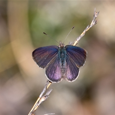Erina hyacinthina (Varied Dusky-blue) at Penrose, NSW - 28 Sep 2025 by Aussiegall