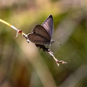 Erina hyacinthina at Penrose, NSW - 28 Sep 2025 11:08 AM