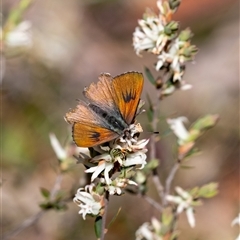 Unverified Blue or Copper (Lycaenidae) at Penrose, NSW - 28 Sep 2025 by Aussiegall