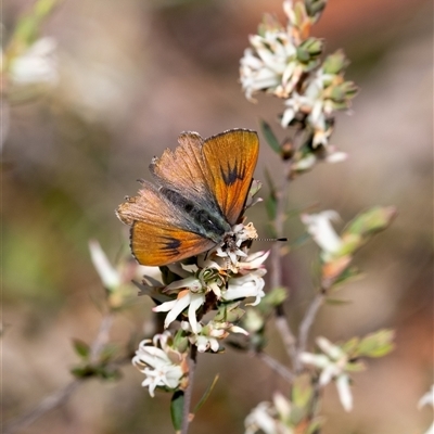 Unverified Blue or Copper (Lycaenidae) at Penrose, NSW - 28 Sep 2025 by Aussiegall