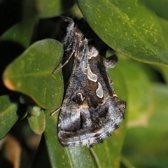 Chrysodeixis argentifera (Tobacco Looper) at Murrumbateman, NSW - 28 Sep 2025 by amiessmacro
