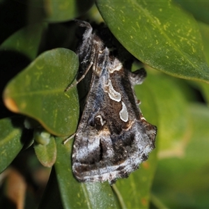 Chrysodeixis argentifera (Tobacco Looper) at Murrumbateman, NSW - 28 Sep 2025 by amiessmacro