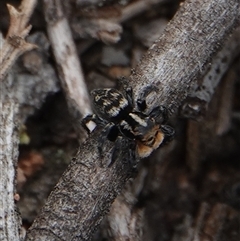 Euophryinae (subfamily) at Hall, ACT - 28 Sep 2025 by Anna123
