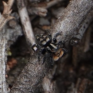Euophryinae (subfamily) at Hall, ACT - 28 Sep 2025 by Anna123