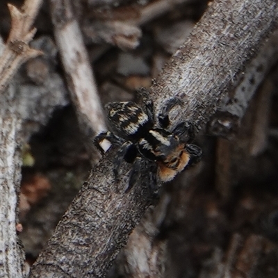 Euophryinae (subfamily) at Hall, ACT - 28 Sep 2025 by Anna123