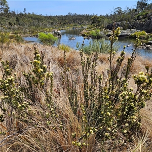 Micrantheum hexandrum at Bombay, NSW - 28 Sep 2025 by MatthewFrawley