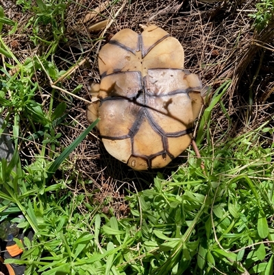 Chelodina longicollis (Eastern Long-necked Turtle) at Nicholls, ACT - 27 Sep 2025 by Rosie