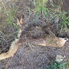 Vulpes vulpes (Red Fox) at Nicholls, ACT - 27 Sep 2025 by Rosie