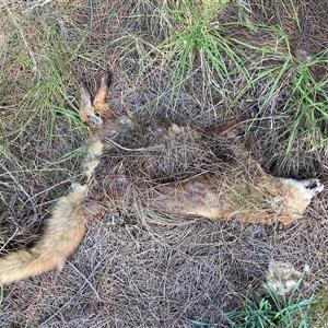 Vulpes vulpes (Red Fox) at Nicholls, ACT - 27 Sep 2025 by Rosie