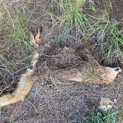 Vulpes vulpes (Red Fox) at Nicholls, ACT - 27 Sep 2025 by Rosie