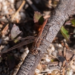 Diplacodes bipunctata (Wandering Percher) at Penrose, NSW - 28 Sep 2025 by Aussiegall