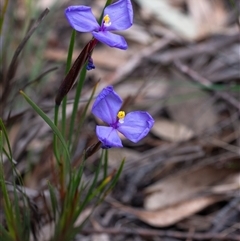Patersonia glabrata by Aussiegall