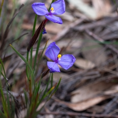 Patersonia glabrata at  - suppressed by Aussiegall
