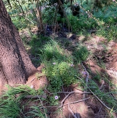 Dimorphotheca sp. at Nicholls, ACT - 27 Sep 2025 by Rosie