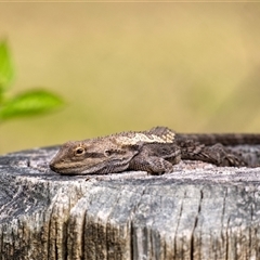 Amphibolurus muricatus (Jacky Lizard) at Penrose, NSW - 28 Sep 2025 by Aussiegall