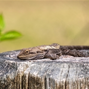 Amphibolurus muricatus (Jacky Lizard) at Penrose, NSW - 28 Sep 2025 by Aussiegall