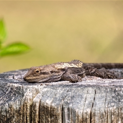 Amphibolurus muricatus (Jacky Lizard) at Penrose, NSW - 28 Sep 2025 by Aussiegall
