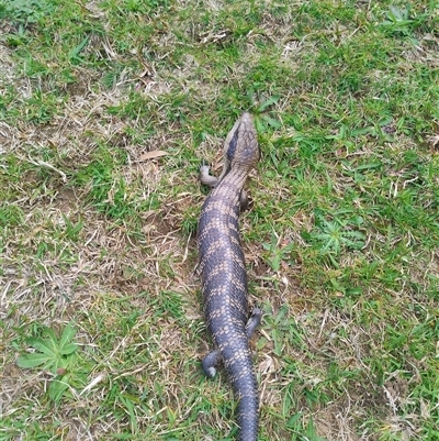 Tiliqua scincoides scincoides (Eastern Blue-tongue) at Robertson, NSW - 28 Sep 2025 by Baronia