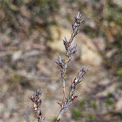 Lepidosperma laterale at Bombay, NSW - 28 Sep 2025 by MatthewFrawley