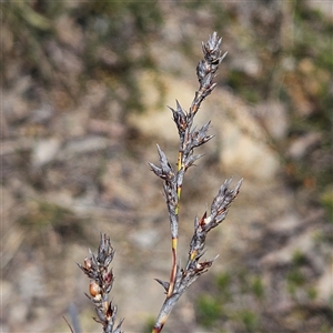 Lepidosperma laterale at Bombay, NSW - 28 Sep 2025 by MatthewFrawley