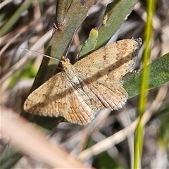 Scopula rubraria (Reddish Wave, Plantain Moth) at Bombay, NSW - 28 Sep 2025 by MatthewFrawley